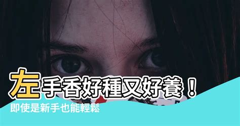 左手香可以放室內嗎|2024年精選20種室內植物人氣推薦！同場加映帶來好風水植物的5。